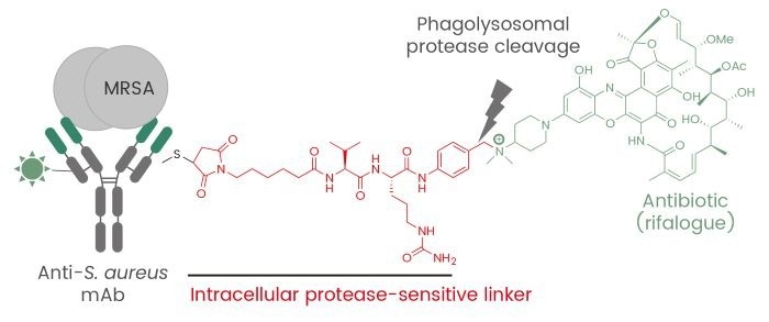 Antibody-antibiotic conjugate for treatment of S. aureus infections
