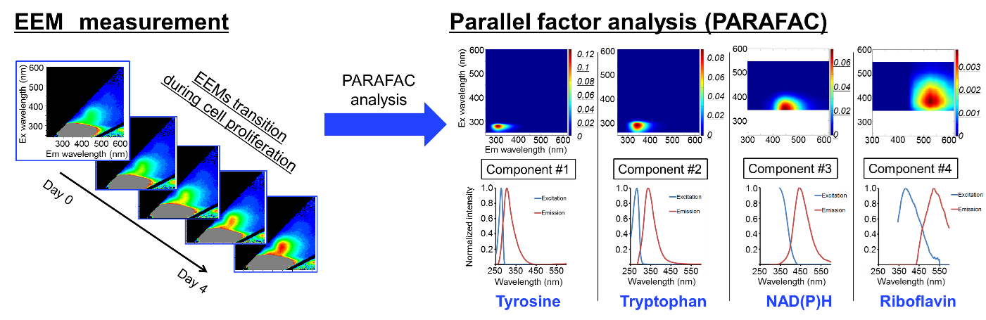 Fluorescence intensity (Ex: around 350 nm, and Em: around 450 nm) were increased continuously. All EEM data in the cell proliferation were analyzed using PARAFAC as a chemometric analysis. As a result, four spectral components were successfully extracted. Each component spectra looked similar to the known fluorescence materials indicated above