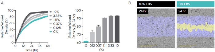 Cell Migration in the Presence of Serum. T98G glioblastoma cells were seeded onto PDL pre-coated Incucyte<sup>®</sup> Imagelock Plates (30,000 cells/well) and wounded after 24 hours. Media was added containing fetal bovine serum (FBS; 0–10%). (A) Time-course shows the rate slows with decreased serum, while comparison at the 24-hour time-point shows a linear increase in RWD between 0% and 10%. (B) Phase images at 24 hours post-scratch show reduced migration in the absence of serum, with segmentation masks shown for initial wound mask (blue) and wound closure over time (yellow). Images also allow for qualitative morphological assessment and indicate changes in cell morphology with a more elongated phenotype for 0% FBS. Data shown as mean ± SEM, n = 3 replicates