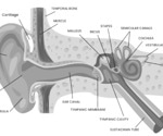 The role of endoscopy in ear disorders