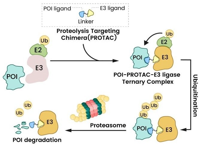 PROTAC mechanism of action. The PROTAC bridges a target protein and E3 ligase, triggering ubiquitination and proteasomal degradation<sup>1</sup>