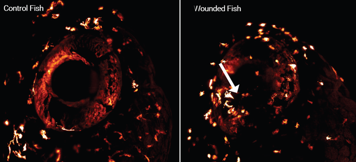 Microglia and macrophage dynamics after wounding with photomanipulation
