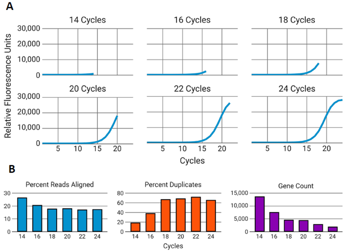 Overamplification of RNAseq libraries reduces data quality. A) RNA-seq libraries were generated from 50 ng of RNA from a single FFPE sample, with amplification ranging from 14 to 24 PCR cycles in 2-cycle increments. Each panel represents the point along the amplification curve where cycling was terminated. B) Libraries were sequenced, subsampled to 1 million reads, and analyzed. As the number of PCR cycles increased, there was a decrease in the percentage of aligned reads (left), an increase in PCR duplicates (center), and a reduction in detected gene counts (right)