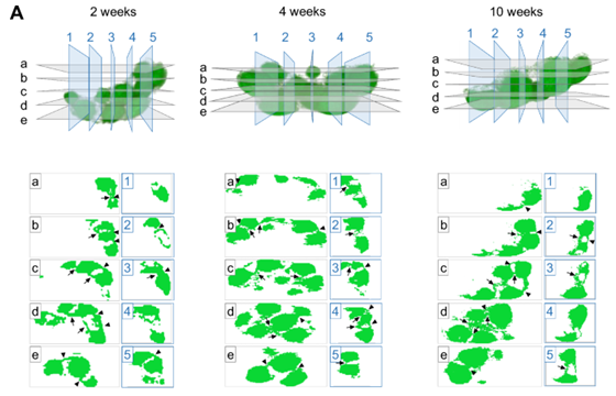 Analysis of junctions between lymph follicles in Peyer’s patches. Cross-sections taken from 2-10 weeks show that the number of junctions stays relatively static throughout the development of the patches