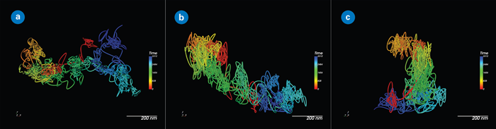 A single QD655-labeled membrane protein extracellular domain, showing the importance of 3D tracking for accuracy, even in relatively flat contexts: (a) XY view; (b) XZ view; and (c) YZ view