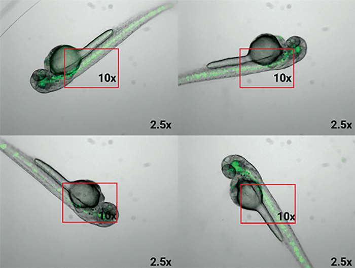Random orientation in 2.5x magnification. Red rectangles show the tissue of interest’s field of view with a 10x magnification, and how random orientation would lead to data analysis challenges