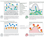 Kinetic quantification of apoptosis using Incucyte® live-cell imaging assays
