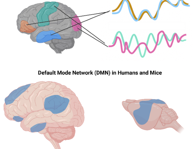 Mapping brain networks using functional ultrasound