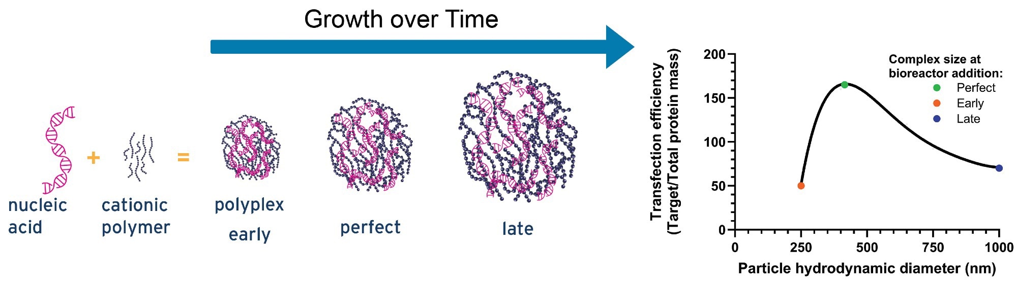 An illustrative graph showing the influence of pDNA-PEI complex size on transfection efficiency