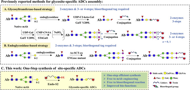 Strategies for synthesis of glycosite-specific ADCs