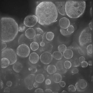 Scalable ImageXpress Confocal HT.ai High-Content Imaging System