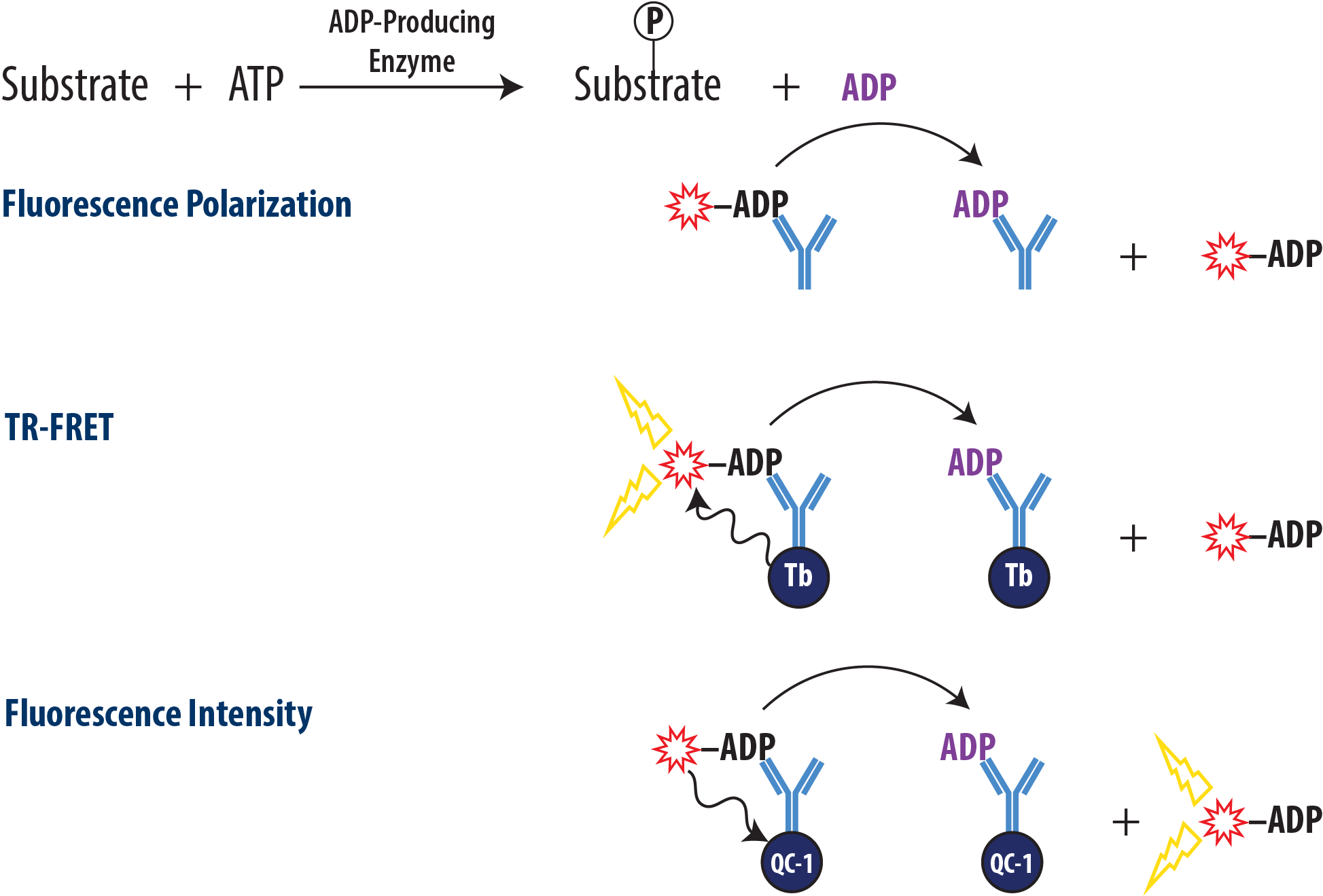 Overview Transcreener ADP Assay