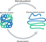Fast and reliable E. coli protein services by BacPower™