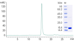 IFN-γ: A therapeutic target for cancer therapy