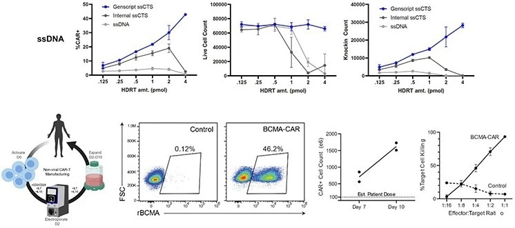 CRISPR Homology-Directed Repair (HDR) knock-in templates