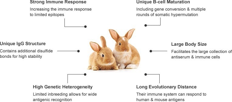 A novel rabbit MonoRab technology