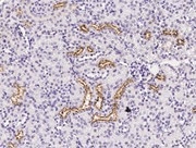 Immunochemical staining of mouse IGFBP2 in mouse kidney.