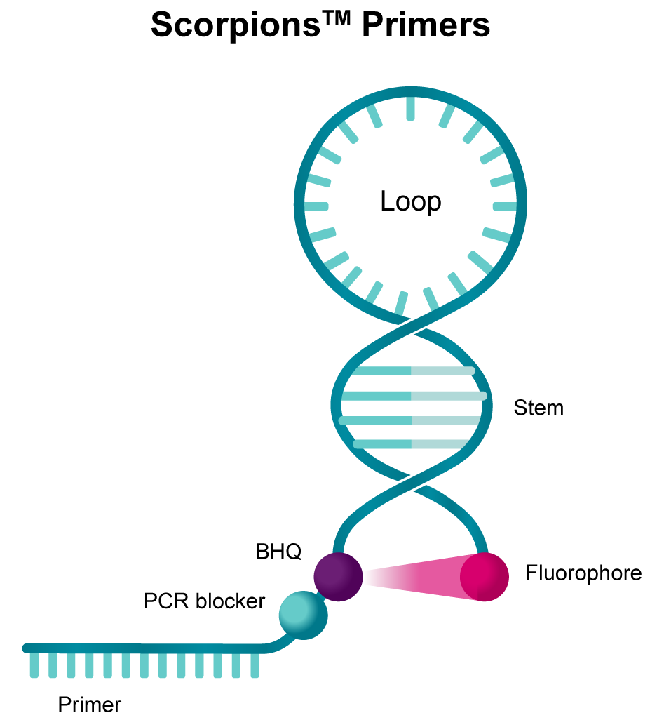 Scorpions™ bifunctional primer and probe