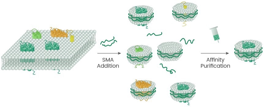 Development platforms: Multi-pass transmembrane proteins