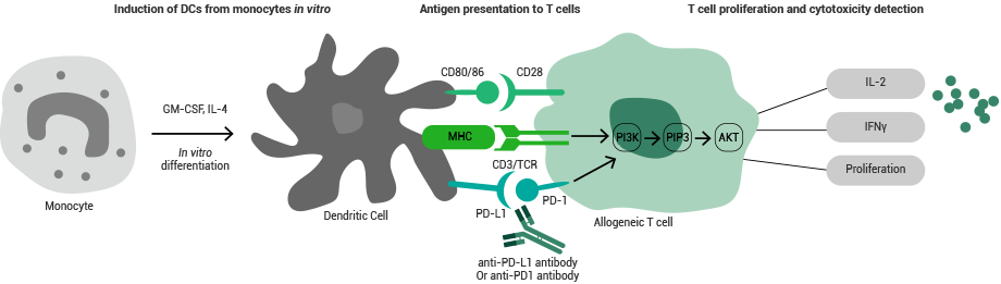 Principle of the MLR assay.