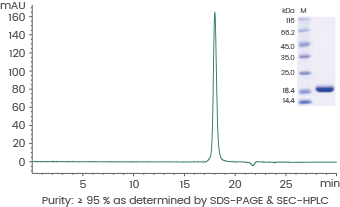 GMP grade cytokines for cell therapy and clinical applications