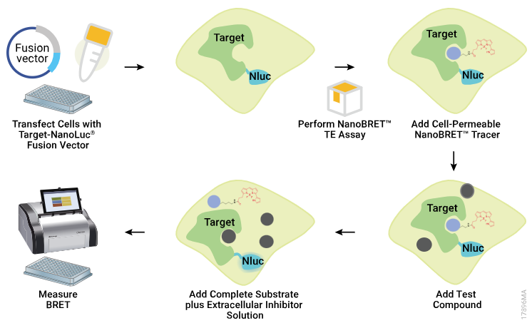 NanoBRET™ Target Engagement for drug development