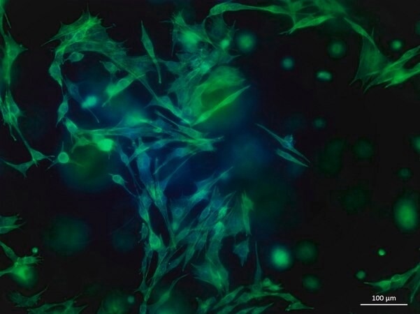 TissueFab® bioink kit -  (Gel)ma Fibronection-Vis/405 nm