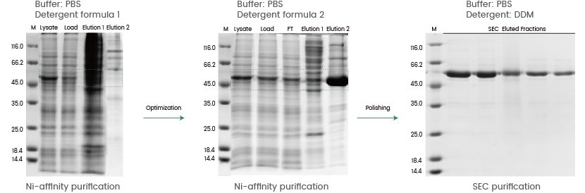 Baculovirus–insect cell expression system for protein delivery