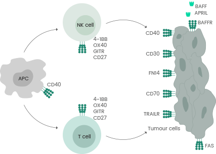 TNFs and TNFRs: Important regulators of the immune system