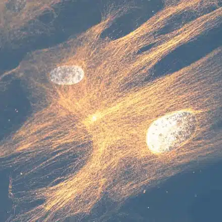 PhysioMimix® OOC Microphysiological Systems for microtissue culturing