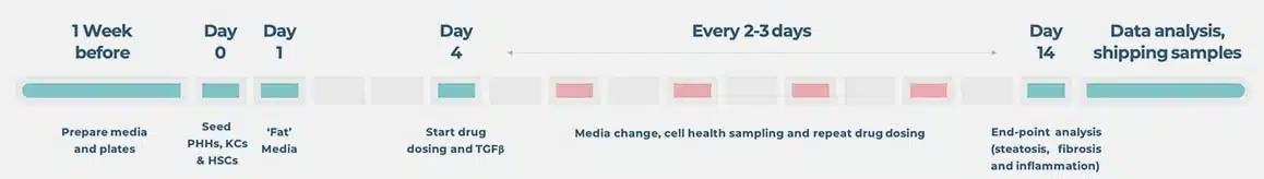 NAFLD/NASH in vitro services for fast-tracked OOC studies