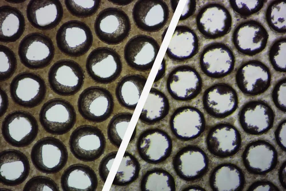 Physiomimix® Compatible 3D validated cells for the expedited delivery of human translatable data