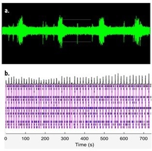 axoCells Motor Neurons demonstrating synchronized burst firing at day 10, measured on the Axion Maestro Pro MEA system. Sodium spike firing and network burst firing responses of the motor neurons were observed. a. Sodium spike profile; b. Raster plot showing burst firing events (blue boxes) with synchronized firing highlighted in pink boxes.
