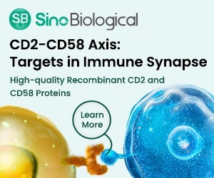 Targeting the CD2-CD58 axis: Advancements in immune synapse modulation and therapeutic strategies