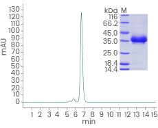 Purity: ≥90 % as determined by SDS-PAGE and SEC-HPLC.