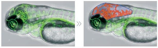 Manual region definition