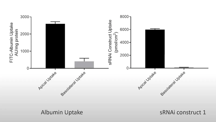siRNA and albumin uptake experiments in freshly isolated primary proximal tubule cells