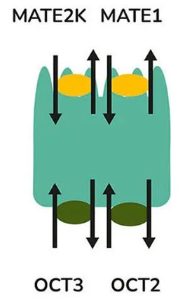 Investigate renal drug transport modalities in vitro with the aProximate™