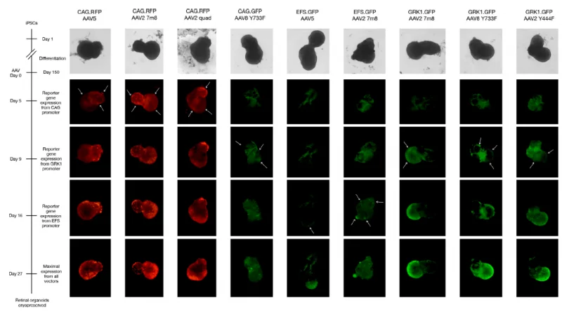 (A) Live cell imaging of reporter gene expression up to 27 days post-transduction. Arrows indicate the areas where the onset of reporter gene expression first appeared, allowing evaluation of which cell types each AAV vector transduced preferentially.