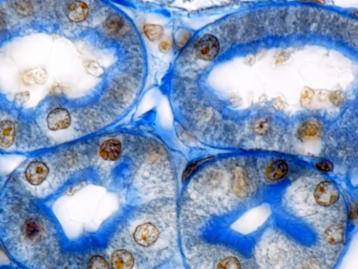 Colored Transmission electron microscopy (TEM) of kidney tubule cells. Basal infoldings are labeled in red color, mitochondria in green, nuclei in yellow, and lysosomes in dark blue. Kidney tubule cells contain many mitochondria to handle drugs and excrete xenobiotics. Mitochondrial health is a good indicator of overall cell heath and allows the evaluation of drug safety