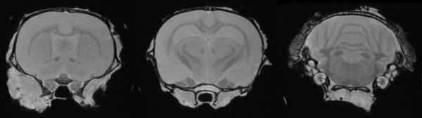 Ex Vivo Imaging: Ex vivo imaging can produce high-resolution images of the rat brain providing excellent delineation of brain regions.