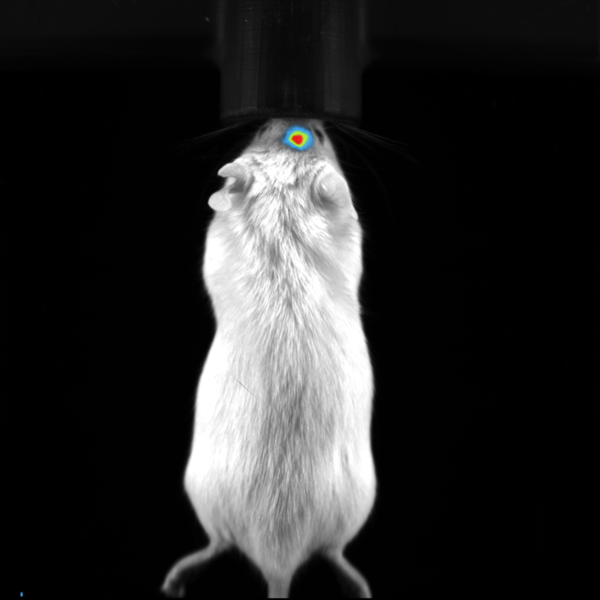 BLI Image of Orthotropic Brain Tumor in Mouse.