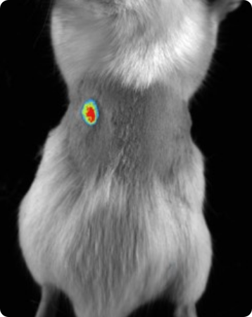 Subcutaneous tumor expressing mCherry.