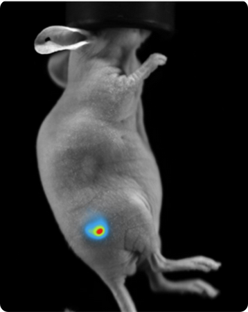 Subcutaneous tumor expressing firefly luciferase.