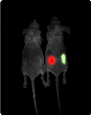 Multispectral imaging.