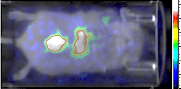 This image shows Tc-99 perfusion imaging in a mouse. This image was acquired in real-time with 1 second frame rate.