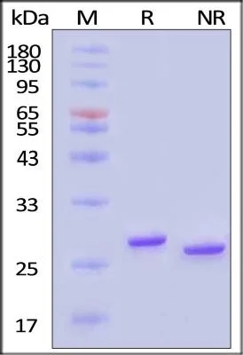 ACROBiosystem's GMP Salt Active GENIUS™Nuclease