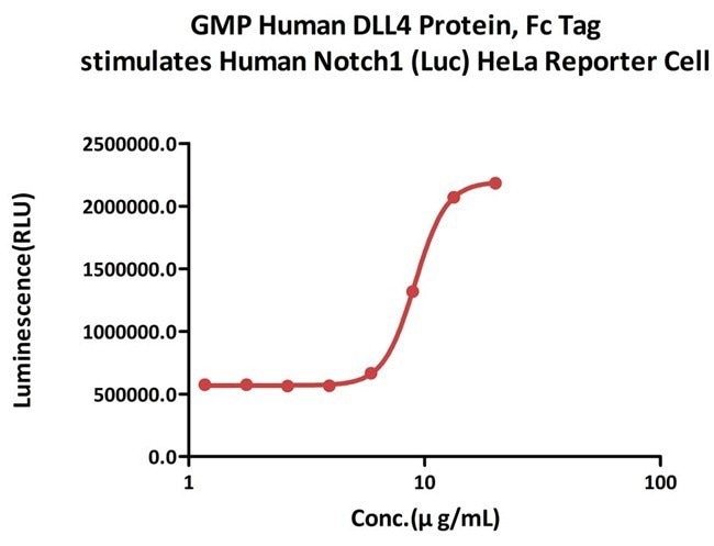 GMP-grade human DLL4 protein
