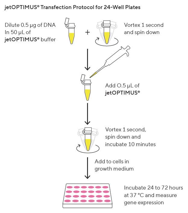 Optimize gene expression with jetOPTIMUS® high-efficiency DNA transfection