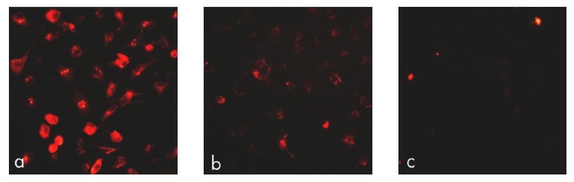Optimized intracellular protein delivery with PULSin® technology